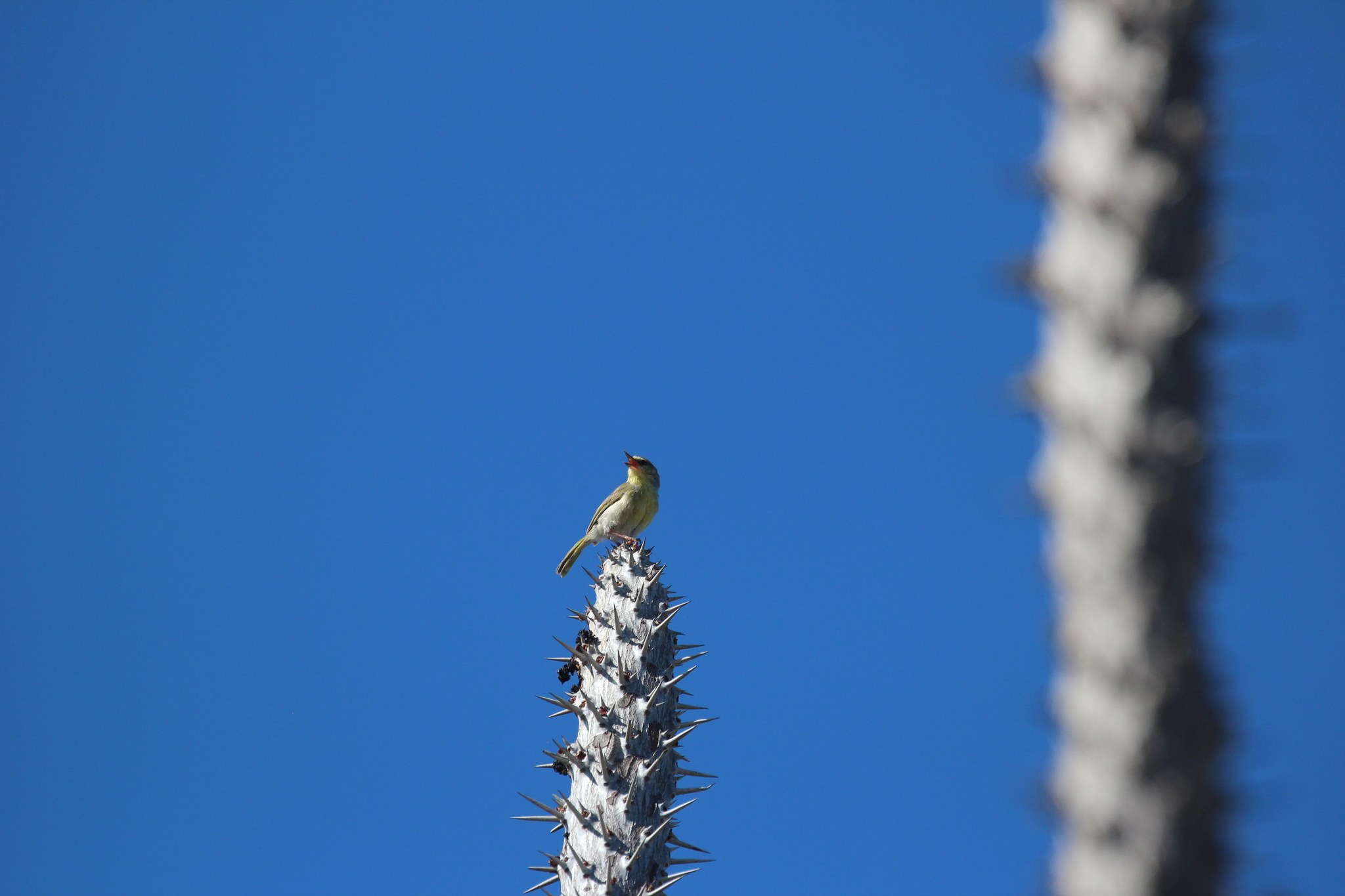 Stripe-throated Jery (Neomixis striatigula), photo 8
