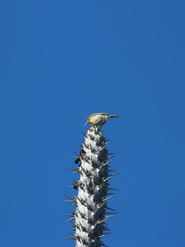 Stripe-throated Jery (Neomixis striatigula), photo 9