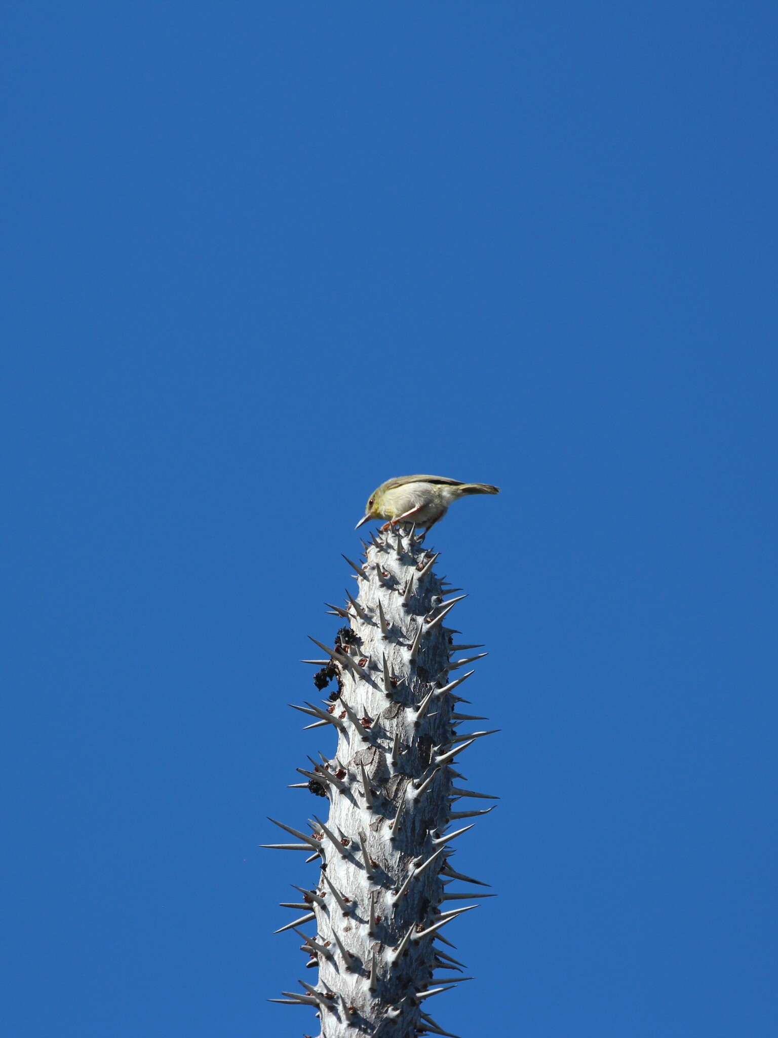 Stripe-throated Jery (Neomixis striatigula), photo 10