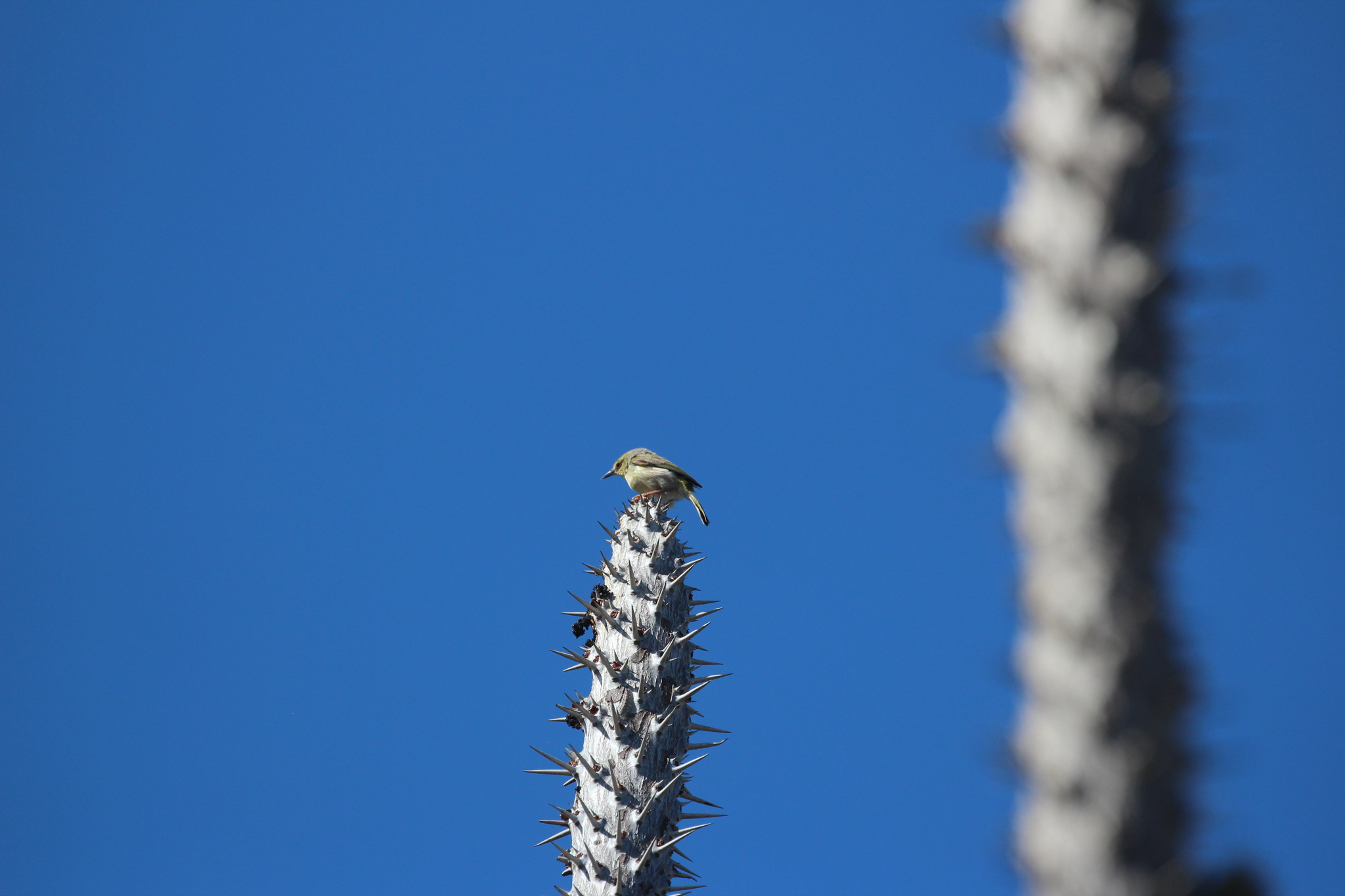 Stripe-throated Jery (Neomixis striatigula), photo 9
