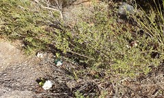 Pomaderris paniculosa