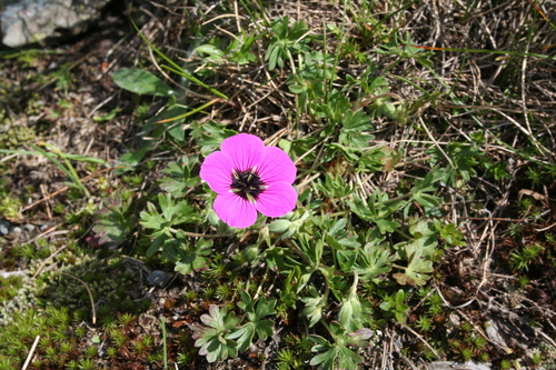 Image of Geranium subcaulescens by (c) Edmundas Greimas, some rights reserved (CC BY)