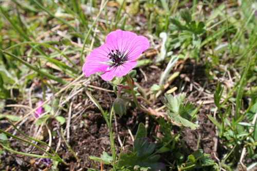 Image of Geranium subcaulescens by (c) Edmundas Greimas, some rights reserved (CC BY)