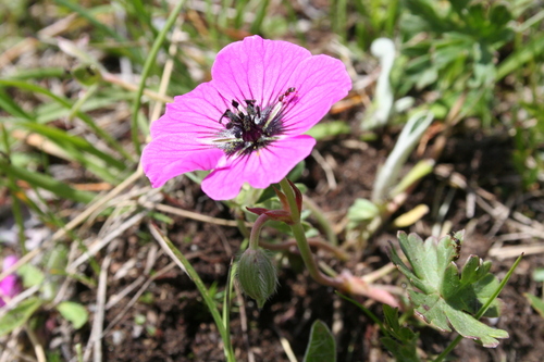Image of Geranium subcaulescens by (c) Edmundas Greimas, some rights reserved (CC BY)