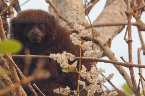 Olalla's Titi (Plecturocebus olallae) — Critically Endangered Mammalia