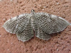 Philereme corrugata