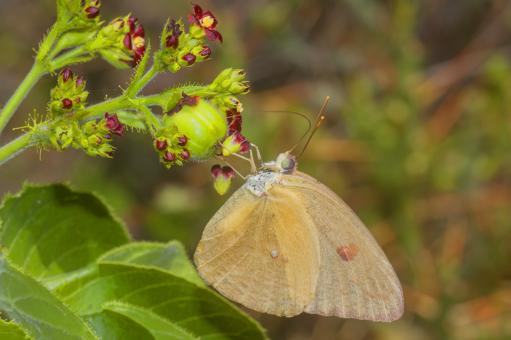 Edith's Sulphur