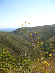 Deinandra fasciculata