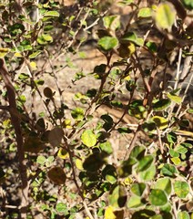 Pomaderris paniculosa