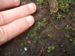Riccia