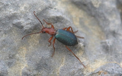 Brachinus crepitans