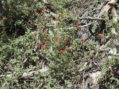 Castilleja applegatei pinetorum