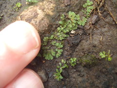 Riccia