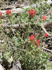 Castilleja applegatei pinetorum