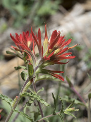 Castilleja applegatei pinetorum