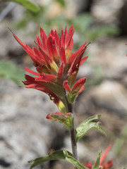 Castilleja applegatei pinetorum