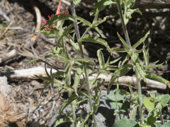 Castilleja applegatei pinetorum