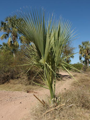 Image of Sabal uresana by (c) Sue Carnahan, some rights reserved (CC BY)