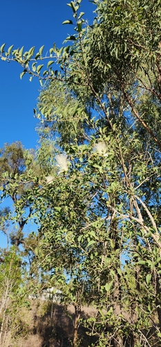 Image of Capparis canescens by no rights reserved