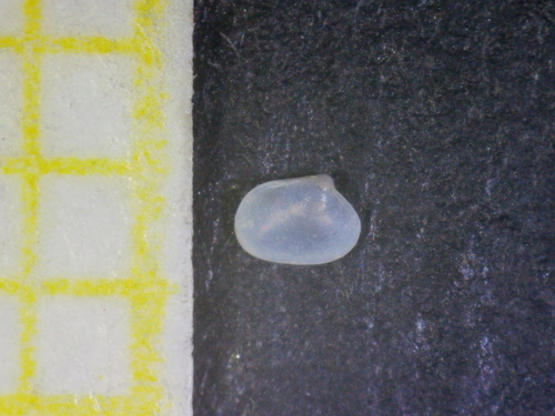 Kurtiella bidentata, 2023-02-12