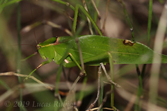 Stilpnochlora nanna