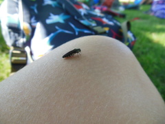 Agrilus difficilis