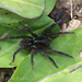 Allocosa paraguayensis - Photo (c) Lucas Rubio, some rights reserved (CC BY), uploaded by Lucas Rubio