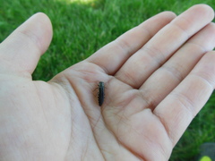 Agrilus difficilis