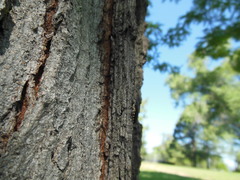 Agrilus difficilis
