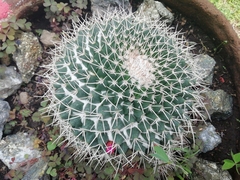Cactaceae