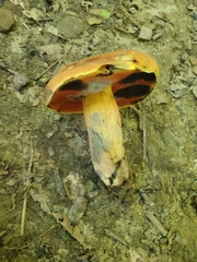 Boletus subluridellus