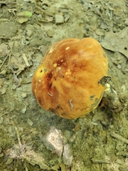Boletus subluridellus