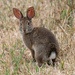 Brush Rabbit - Photo (c) Don Loarie, some rights reserved (CC BY), uploaded by Don Loarie