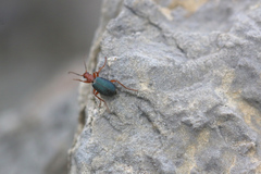 Brachinus crepitans