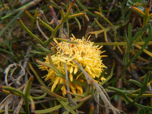 Isopogon prostratus, photograph 6