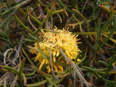 Isopogon prostratus, photograph (c) Bryce Watts-Parker, some rights reserved (CC BY)