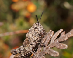 Cirphula pyrrhocnemis