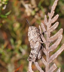 Cirphula pyrrhocnemis