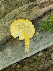 Cantharellus lewisii
