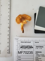 Cantharellus lewisii