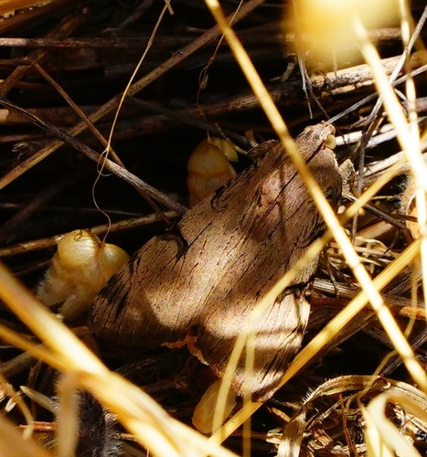 Drasteria ochracea photo 5