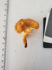 Cantharellus lewisii
