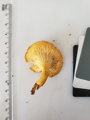 Cantharellus lewisii