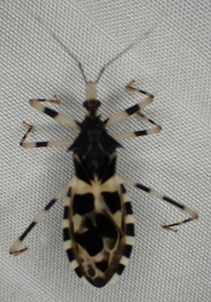 Hendecacentrus simulans