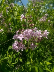 Bignonieae