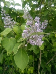 Vitex trifolia