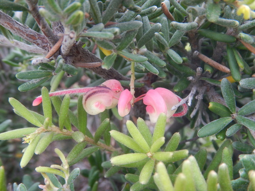 Grevillea lanigera