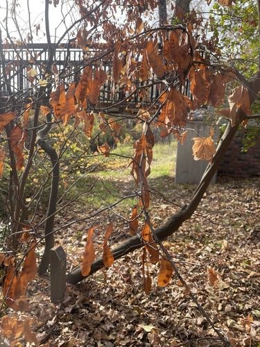 Western Redbud fruiting