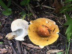 Russula ochroleucoides