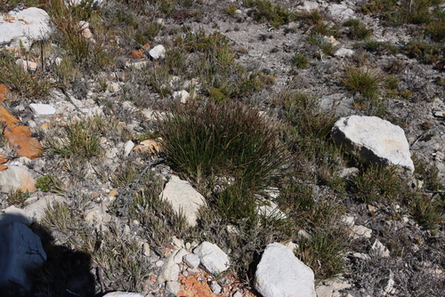 Succulent Veldrush (Schoenus crassiculmis)